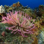 Every once in awhile you will come across the swaying tentacles of a Pink-tipped Anenome.