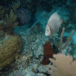 Barracuda Shoals, Exumas, Bahamas