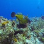 I love watching the White-Spotted Filefish change colours as they move.
